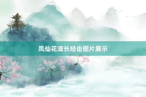 凤仙花滋长经由图片展示